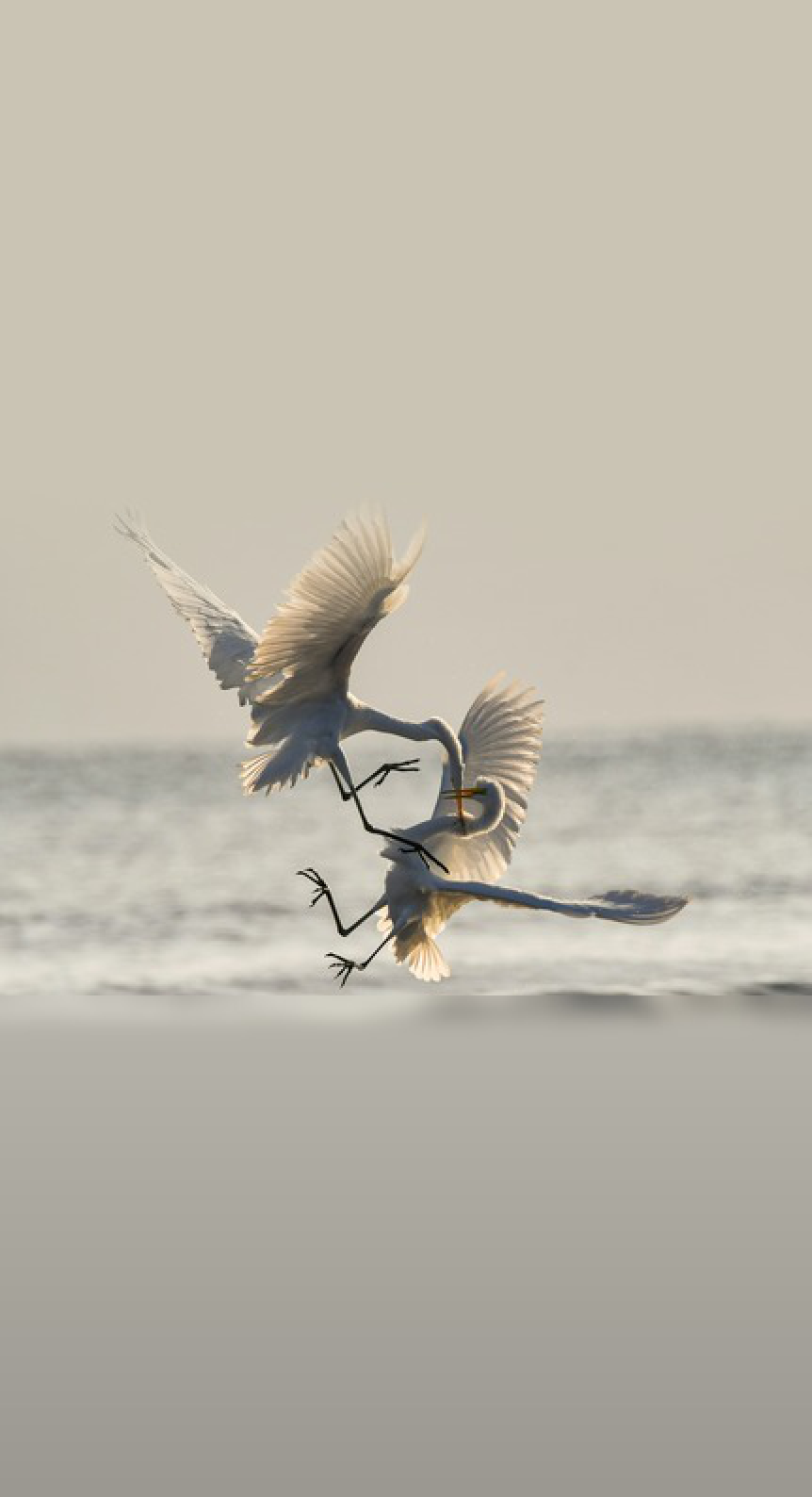 Two egrets sparring above the water