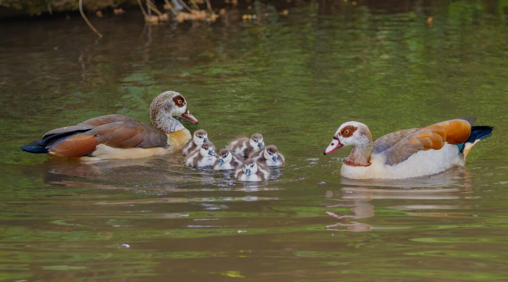 Two images of ducks in water. The photo on the left has a mother duck with her ducklings, while the photo on the right has just one adult duck.