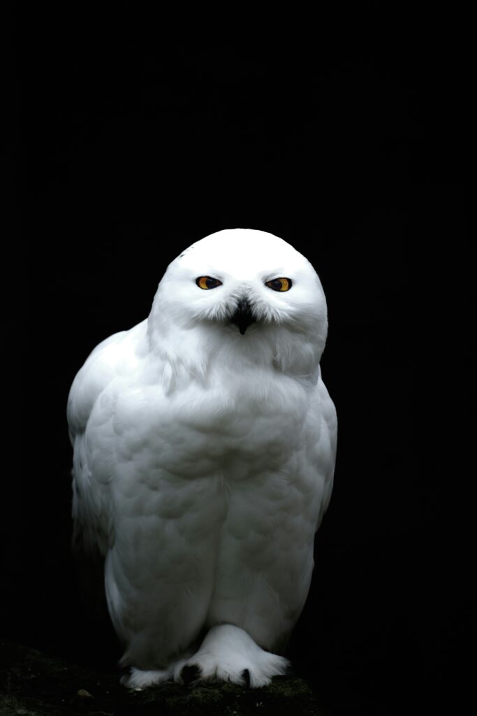 A snowy owl stares into the camera and hoots.