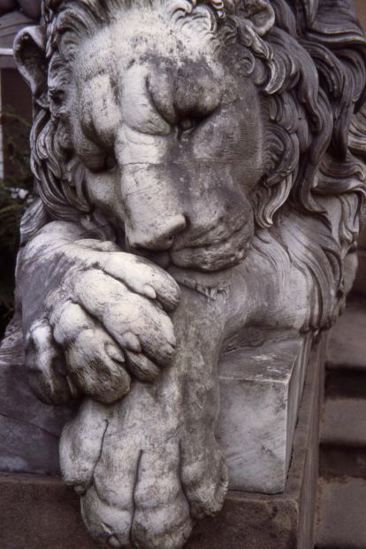 A stone statue of a lion dozing.