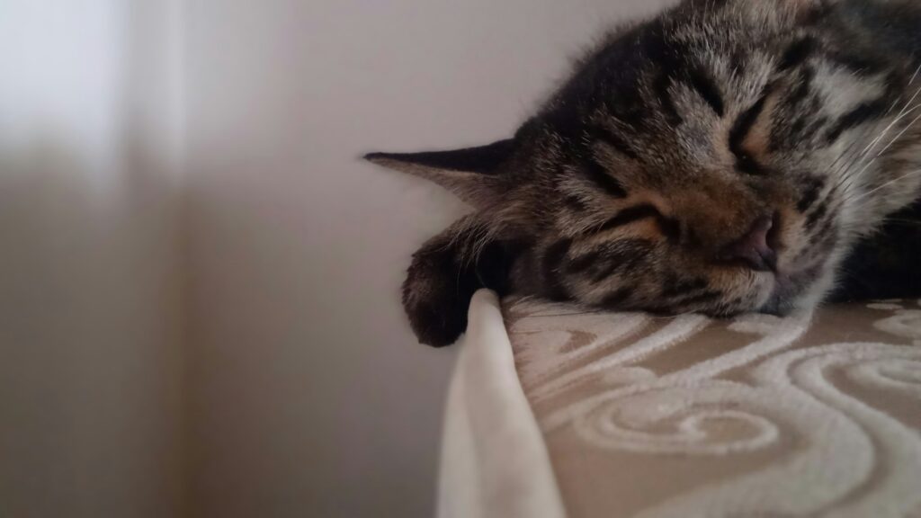 A striped tabby cat sleeps soundly on their bed.