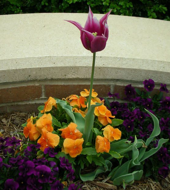 A single pink tulip and orange and purple pansies thriving next to a brick wall.
