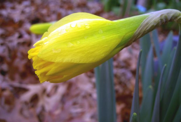Image of a thriving daffodil flower bud with drops of dew.