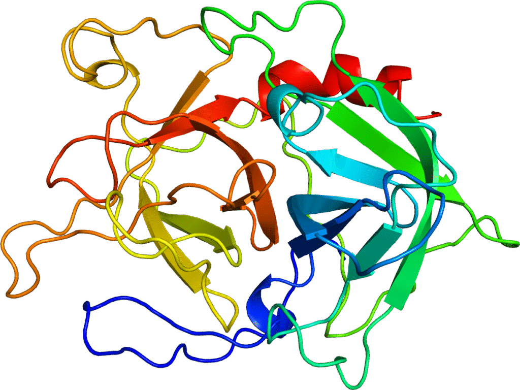Colorful ribbon diagram of an enzyme molecule based on its atomic structure. The art shows large unstructured regions as well as some beta-sheets and one alpha-helix.