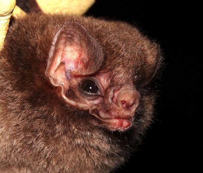 Closeup of a bat with its mouth closed, but a brown hairy face and a fat, round body.  