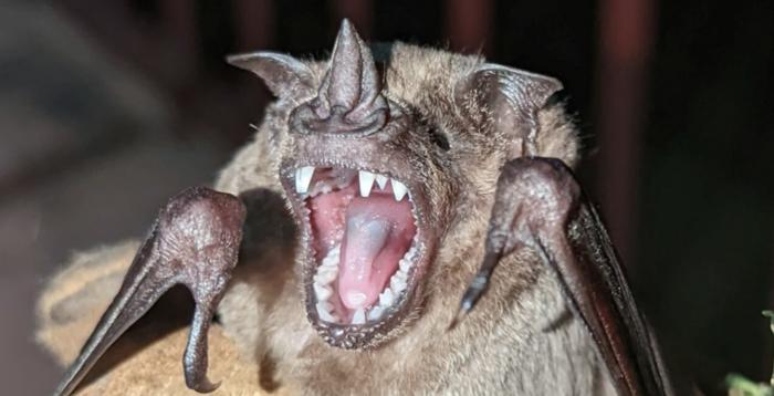 Closeup of a bat with its mouth wide open, exposing tongue,  molars, and incisors clearly