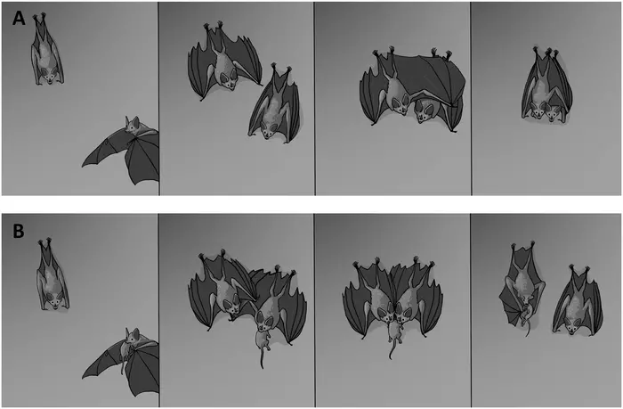 The B&W illustration has two rows of four panels. The top panel shows two bats encountering each other and hugging in a side hug. In the bottom panel are the same two bats. One brings a rodent in its mouth and gives it to the other bat who greedily accepts.  