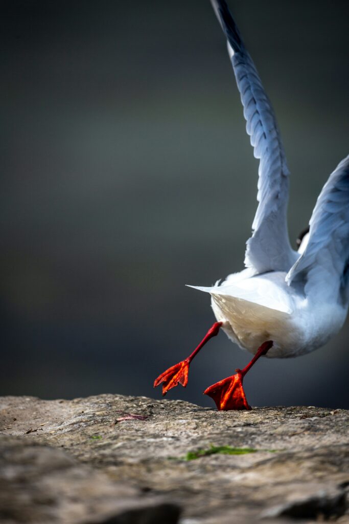 White swan taking off from the ground