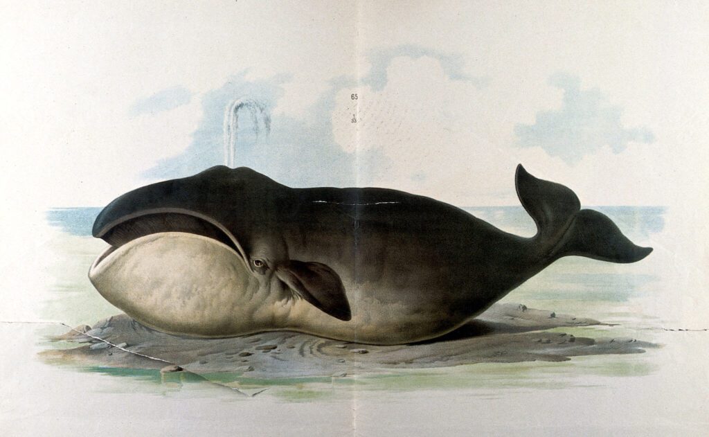 A color lithograph plate from a 19th century book depicting a bowhead whale done by a talented artist. A crease line down the middle of the print suggests a two-page spread in a book. 