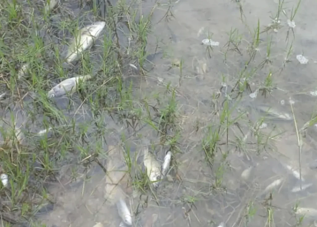 This image taken from video Wednesday, Feb 19, 2025, shows dead fish in Kafue river near the town of Luanshya, Zambia (AP Photo/Richard)