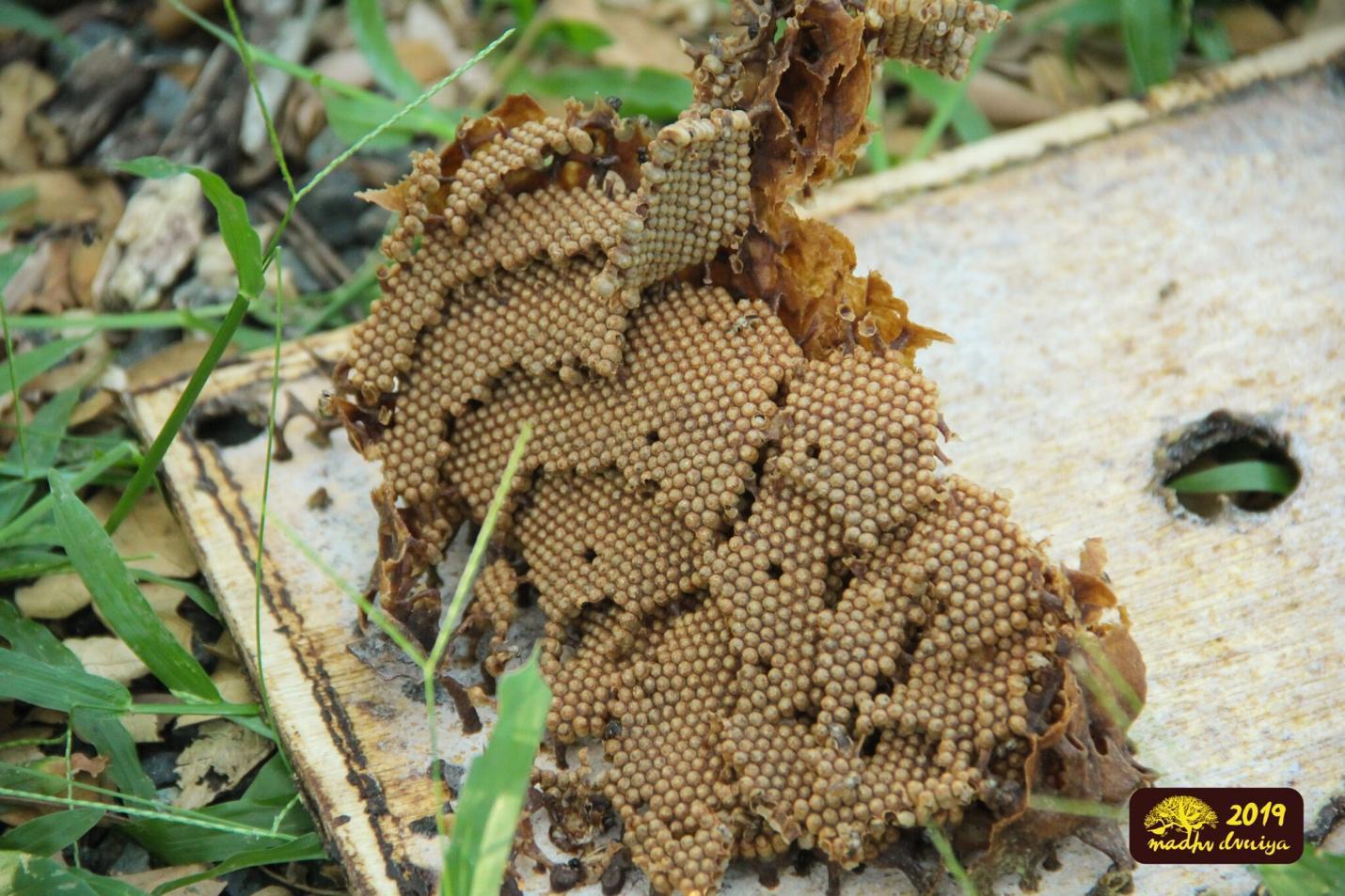 A close-up of a beehive
Description automatically generated
