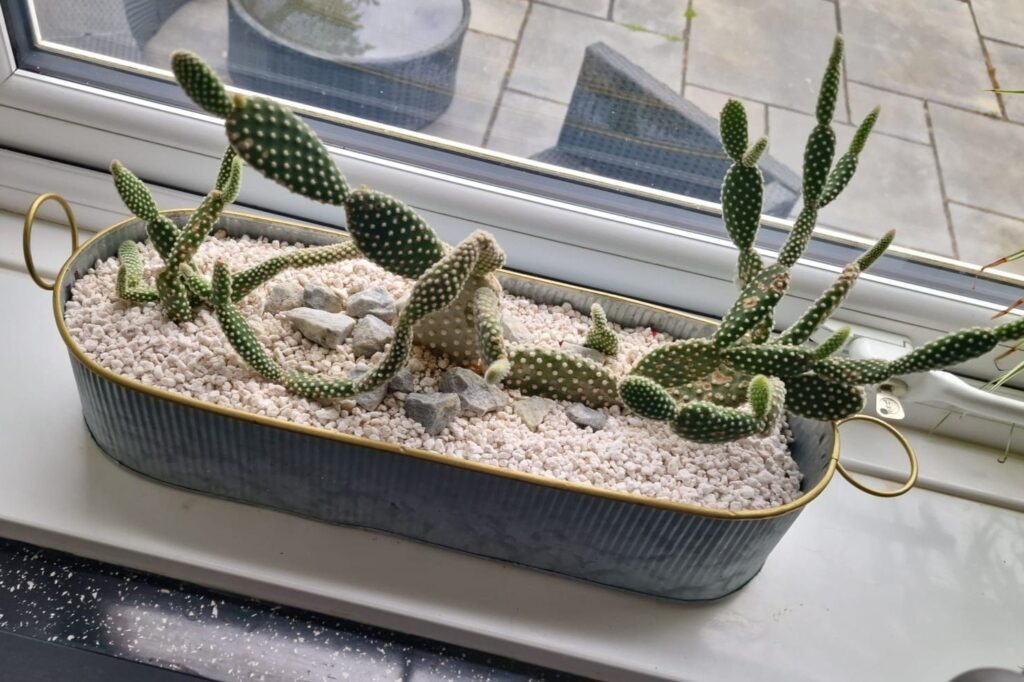 A potted cactus sits on the windowsill.