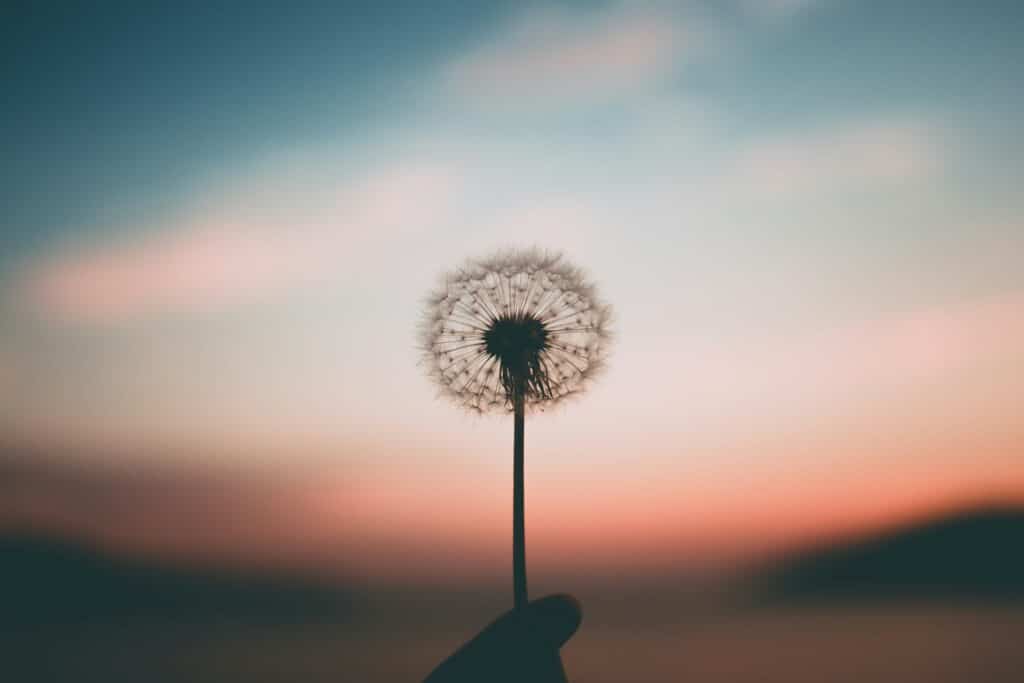 Image of a person holding a dandelion. Behind the dandelion, the sun appears to be setting.
