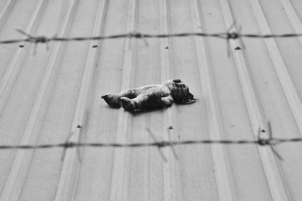 A black-and-white photograph of a teddy bear on a tin roof, with barbed wire in the foreground.