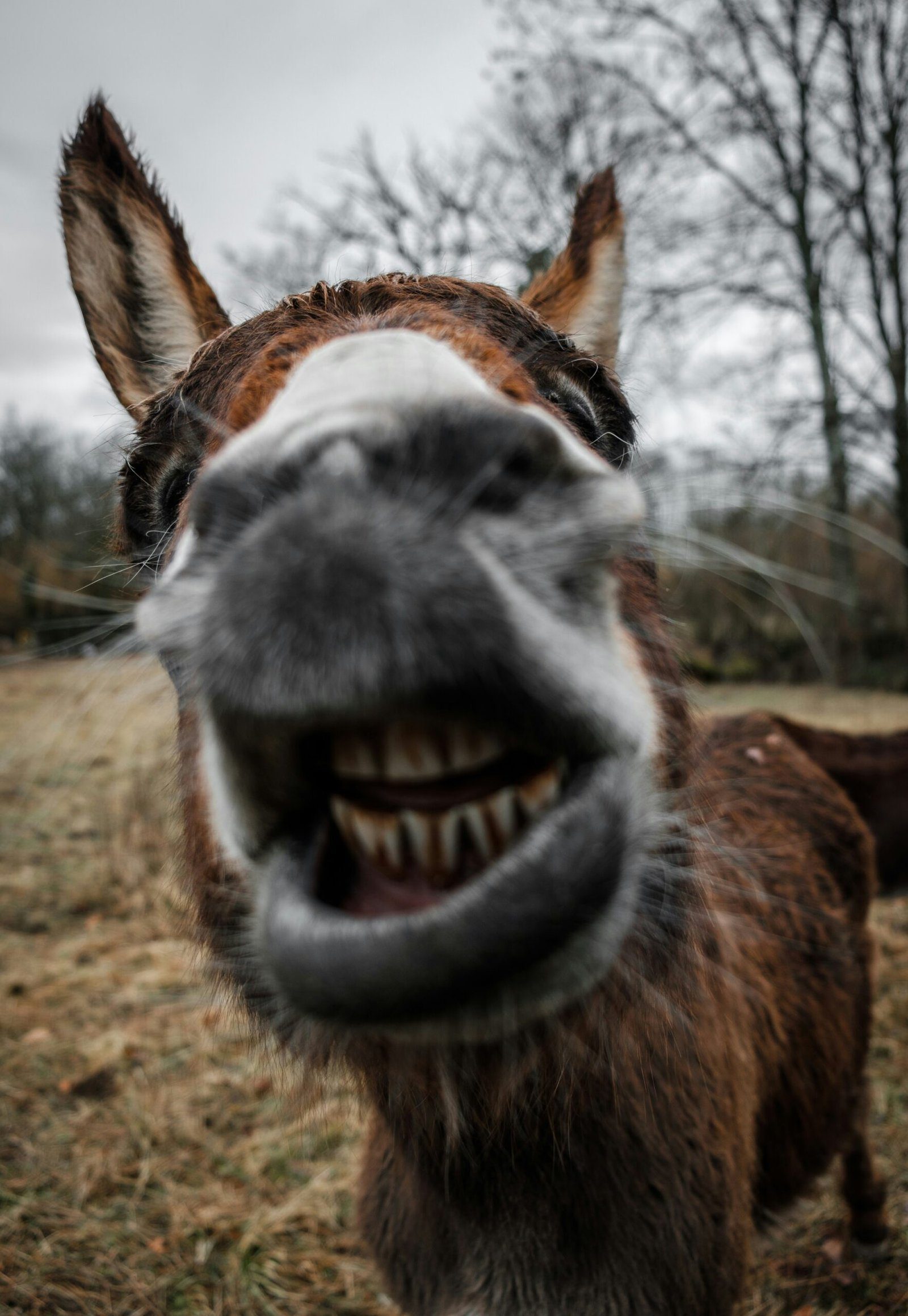 Donkey Voting Down Under