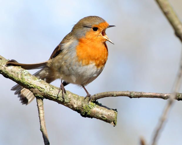Small European robin with orange face and breast, calling out with open beak.