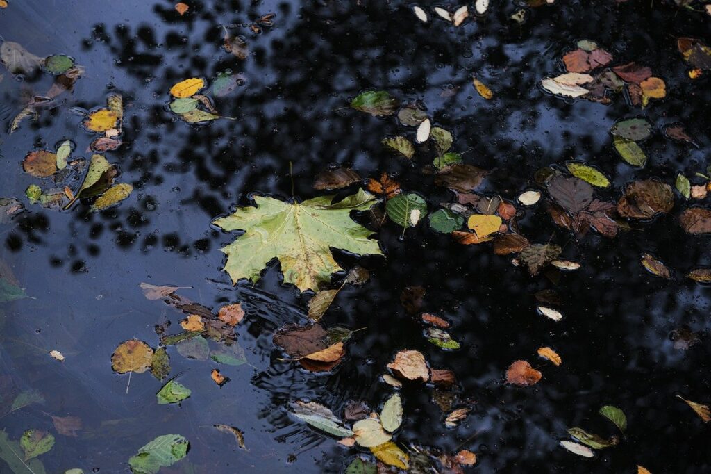 Fall leaves floating in a reflective pond