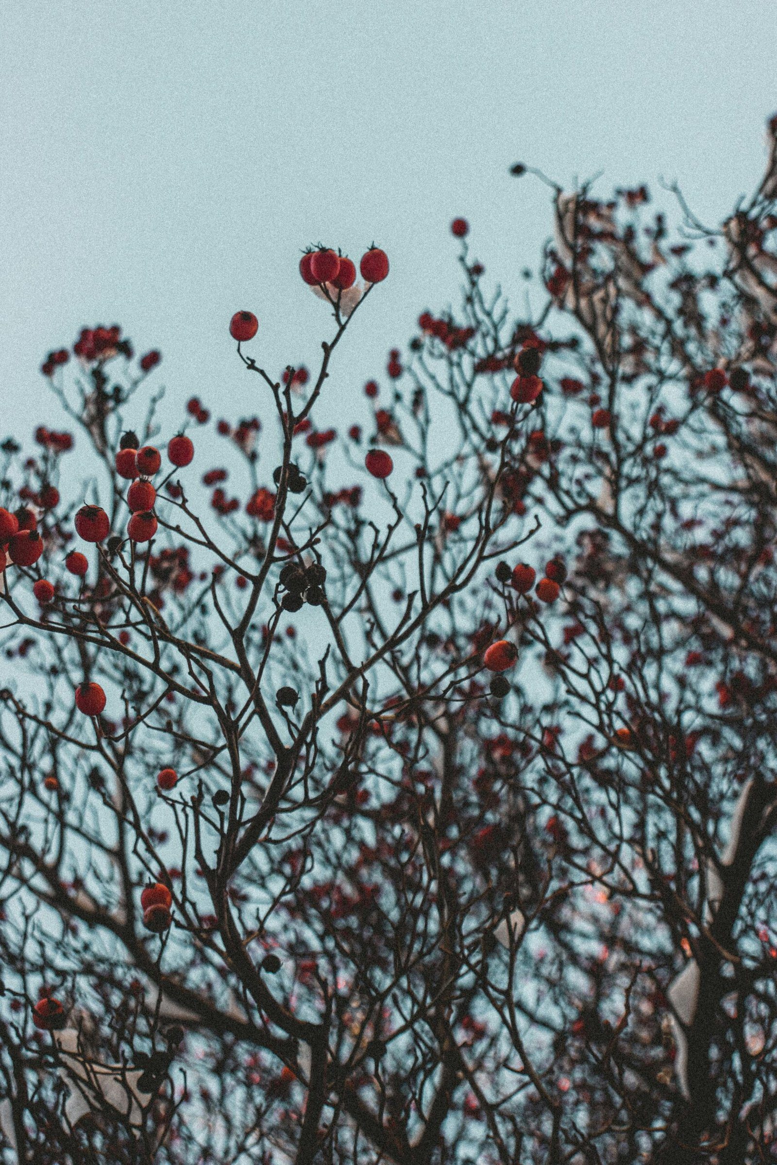 Rosehip Time