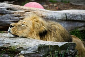 A lion sleeps with its head resting on a fallen tree.
