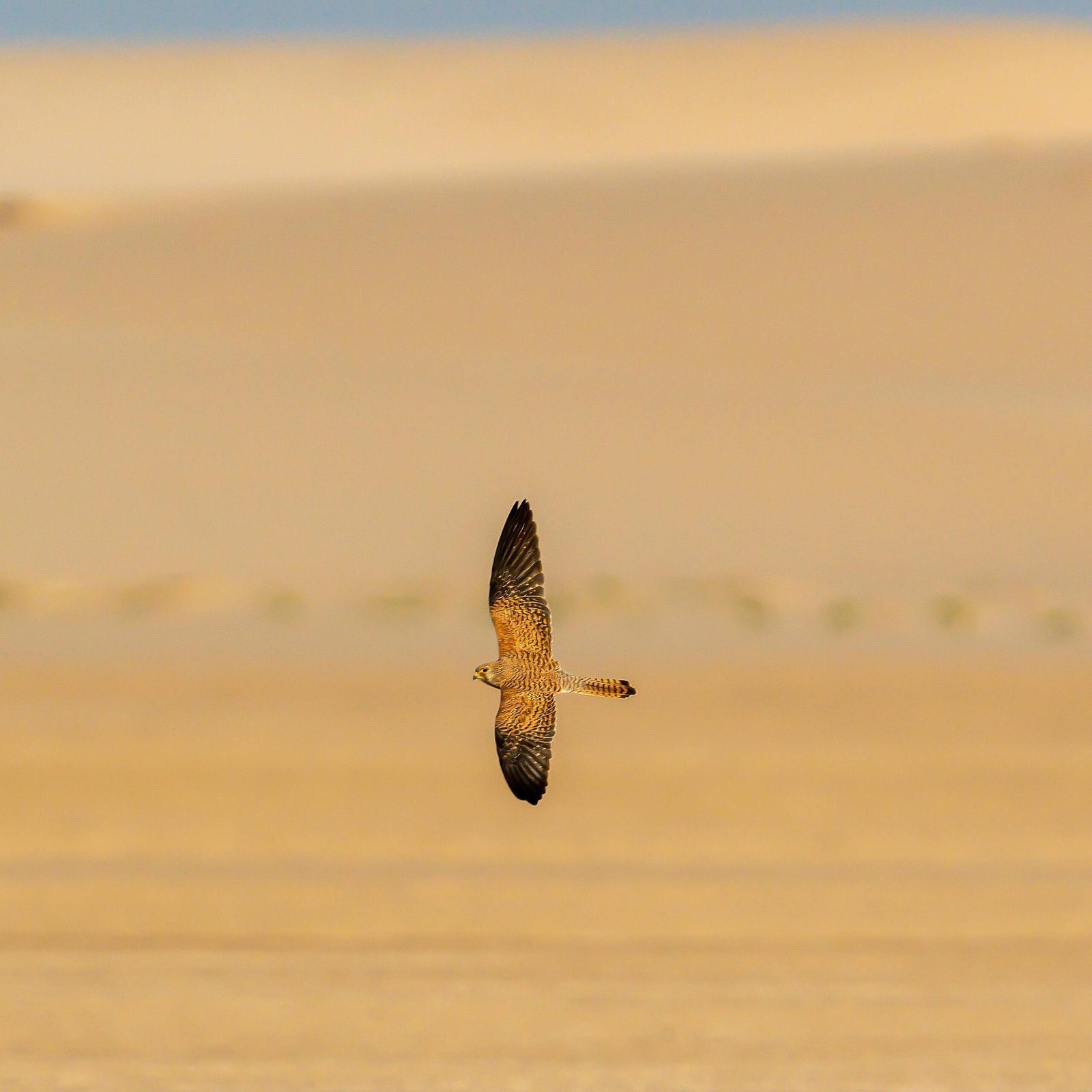 I Can Fly, Even with Clipped Wings