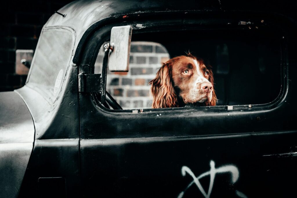 A brown and white dog sits in the driver’s seat of an antique car staring out the window.