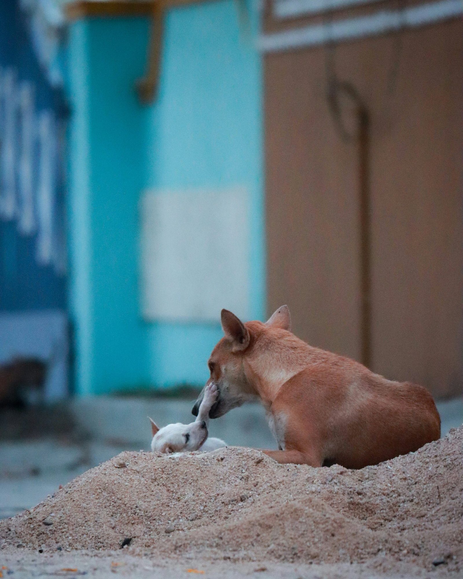 Delhi’s stray dog battle in the Supreme Court of India: Compassion vs Fear