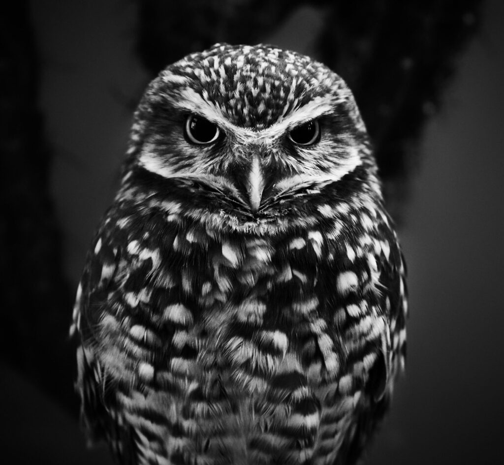 A grayscale photograph of an owl with eyes wide.