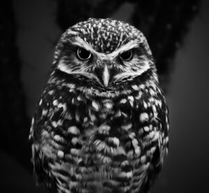 A grayscale photograph of an owl with eyes wide.