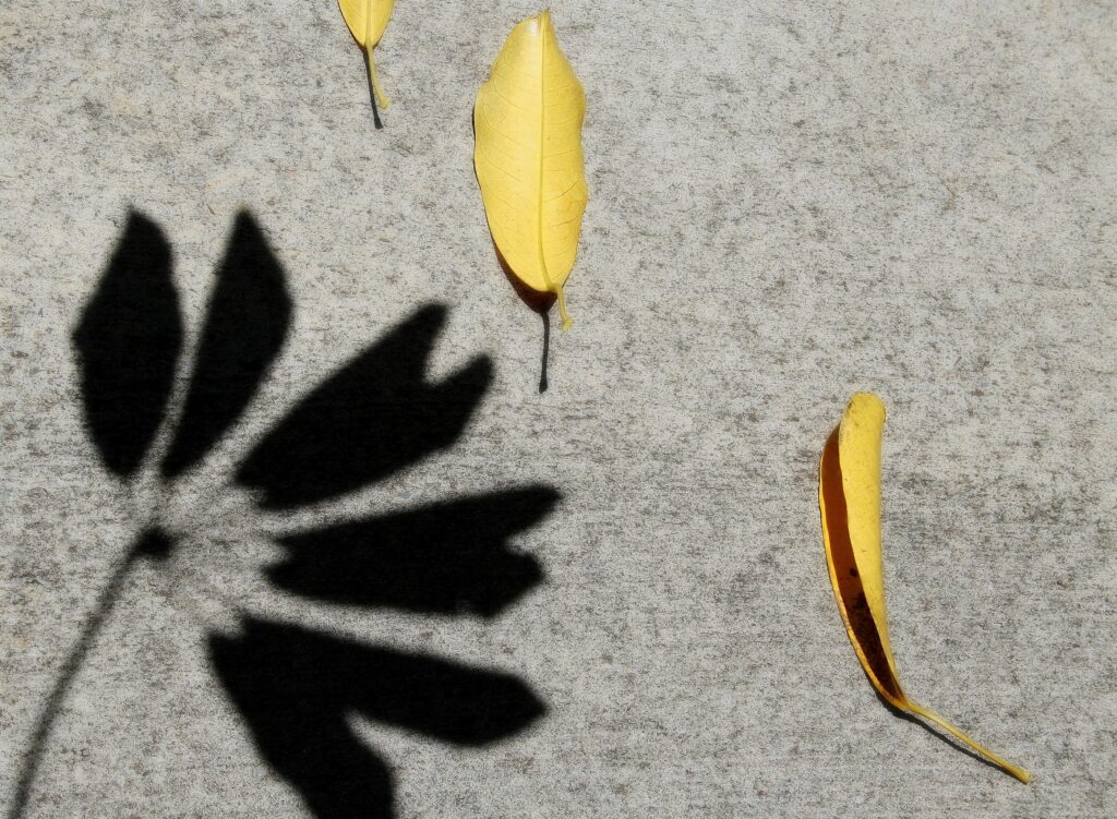 Image of yellow leaves on concrete.
