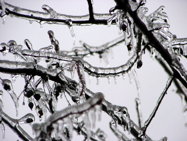 a black and white image of ice frozen around tree branches