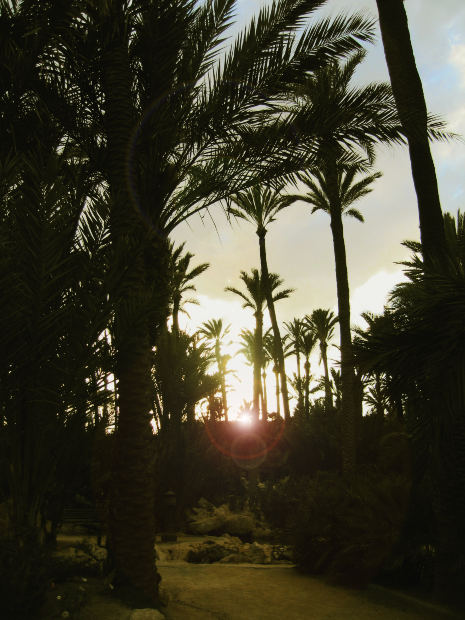image of the sun setting behind palm tress