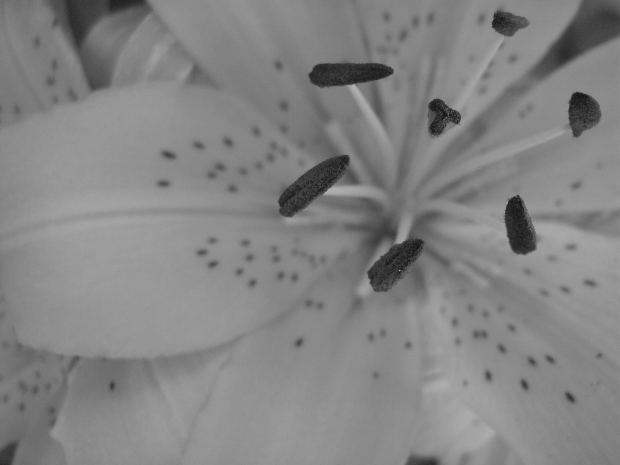 black and white up-close image of a lily