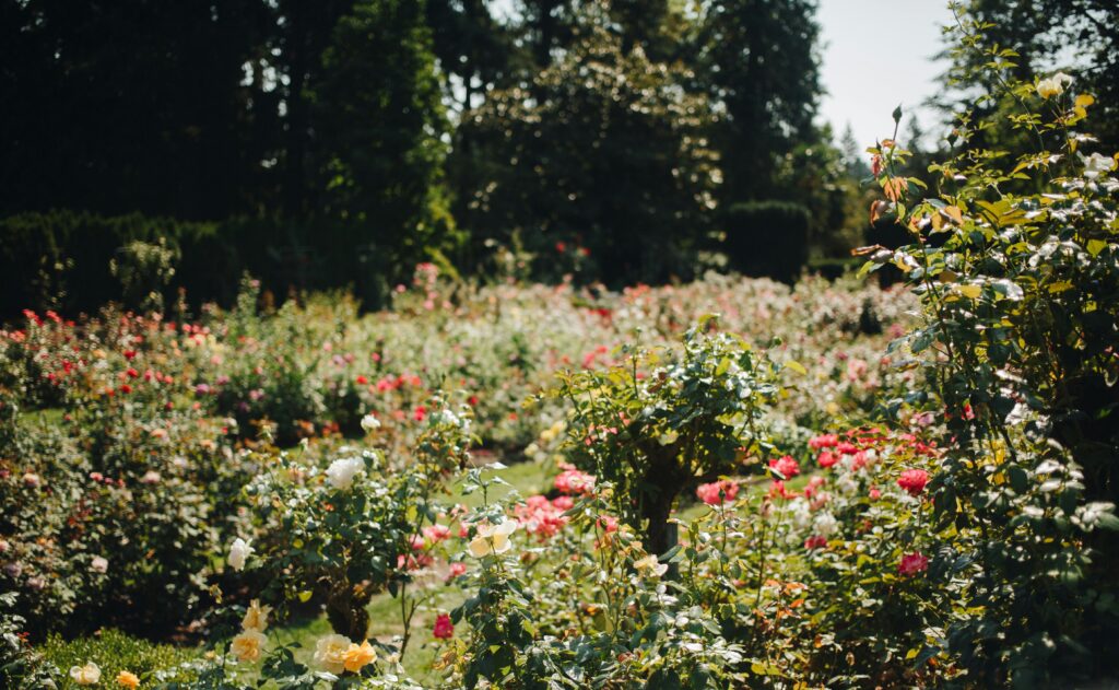 Image of a rose garden underneath the sun.