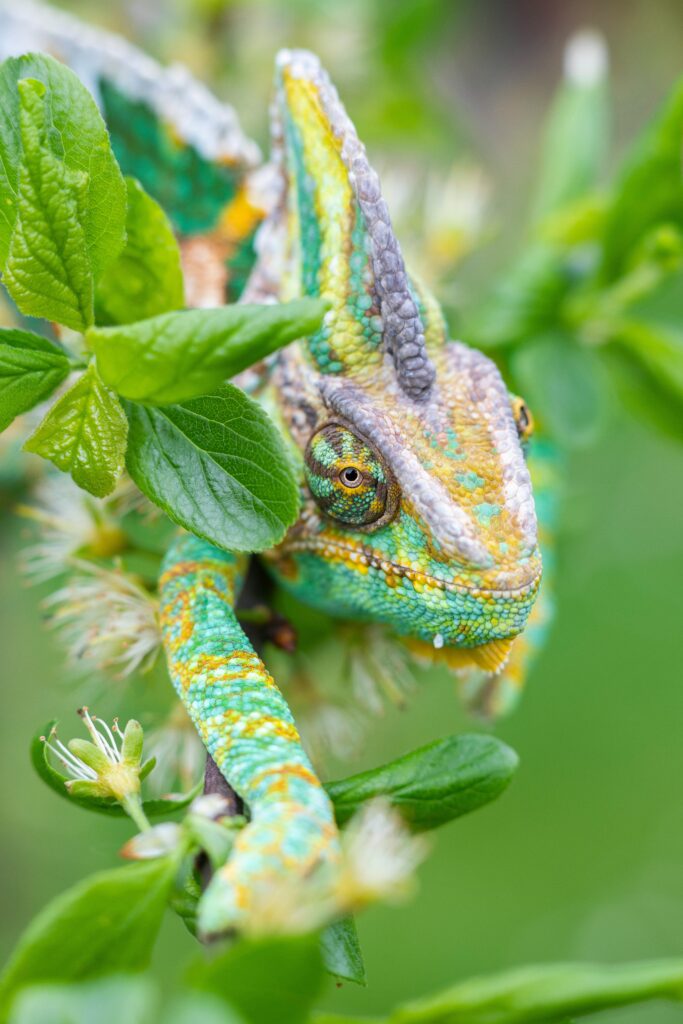 A chameleon amongst leaves. 