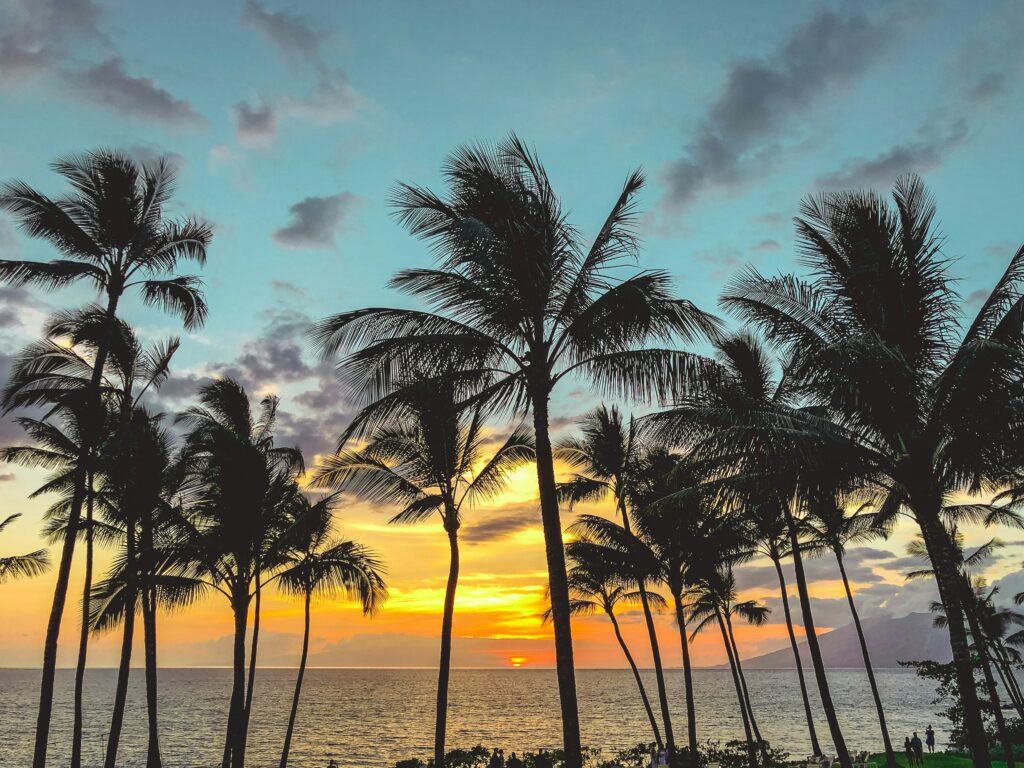 Palms trees in a sunset.