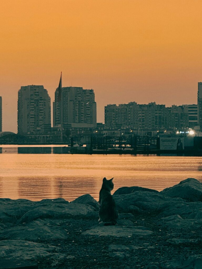 A photo of the back of a cat that is looking out onto a bay. 