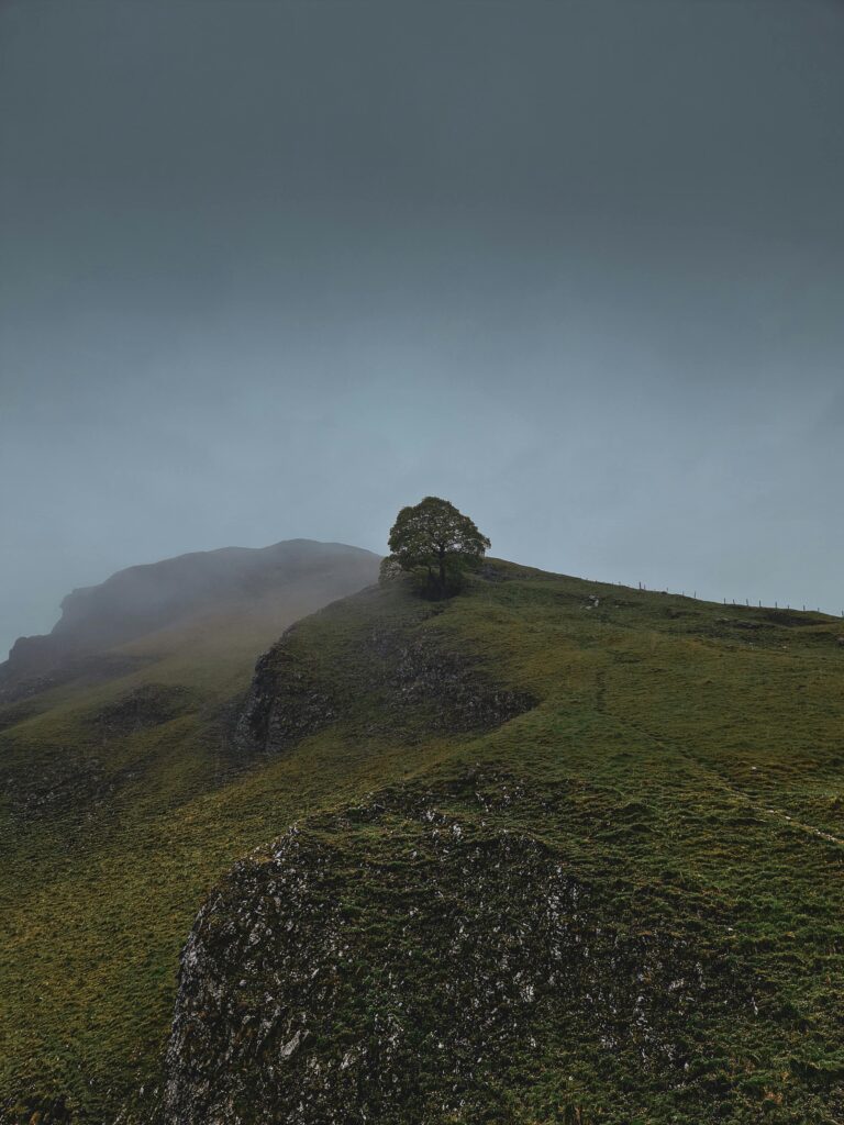 A lone tree sits on a rocky, grassy hill on a cloudy morning.