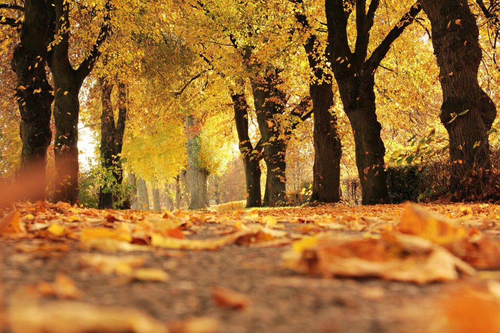 An autumn walk in the park, low to the ground. The trees are decorated in gold and dusty orange leaves, and the day is bright with sunshine.