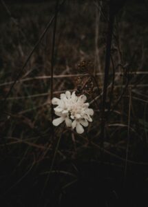A single flower blooms around dry foliage in a field.