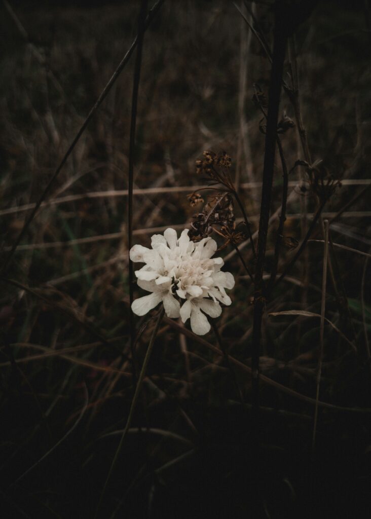 A single flower blooms around dry foliage in a field.