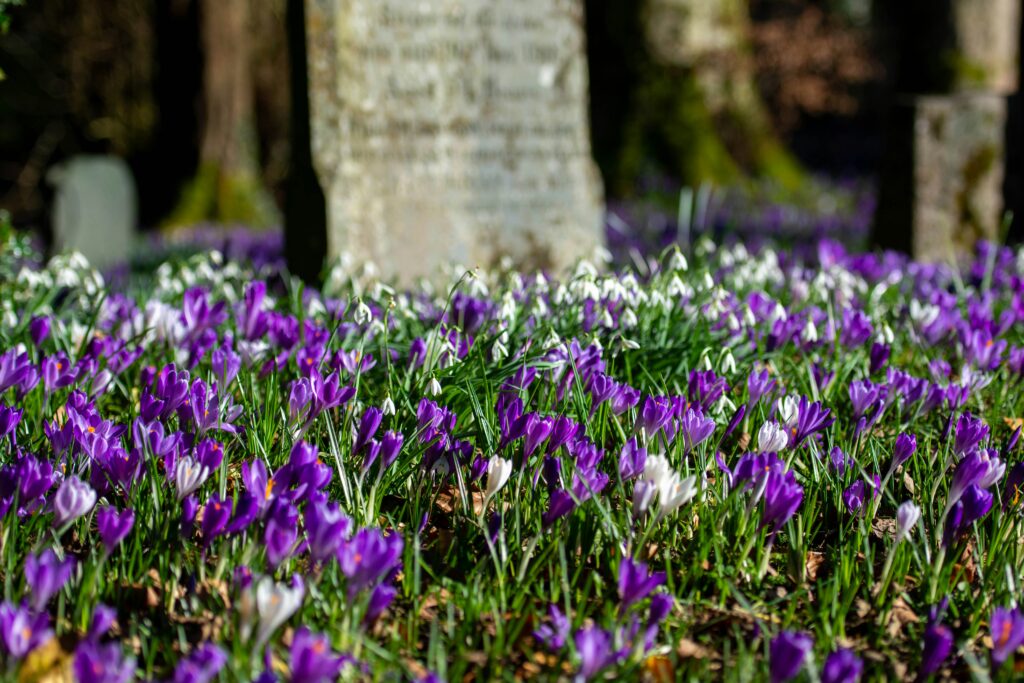 Image of a grave behind a purple and white crocuses that are in full bloom.