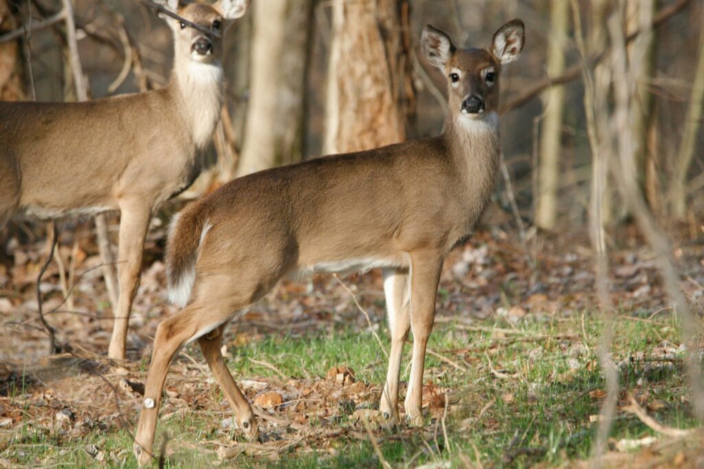 Two deer stand in a forest.