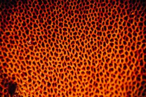 A close-up image of the orange surface underneath a bolete mushroom cap.