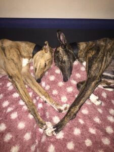 Image of the author’s two dogs, Archie and Riley, asleep. Their heads and front paws are touching.