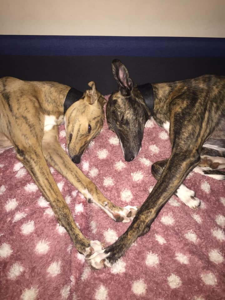 Image of the author’s two dogs, Archie and Riley, asleep. Their heads and front paws are touching.