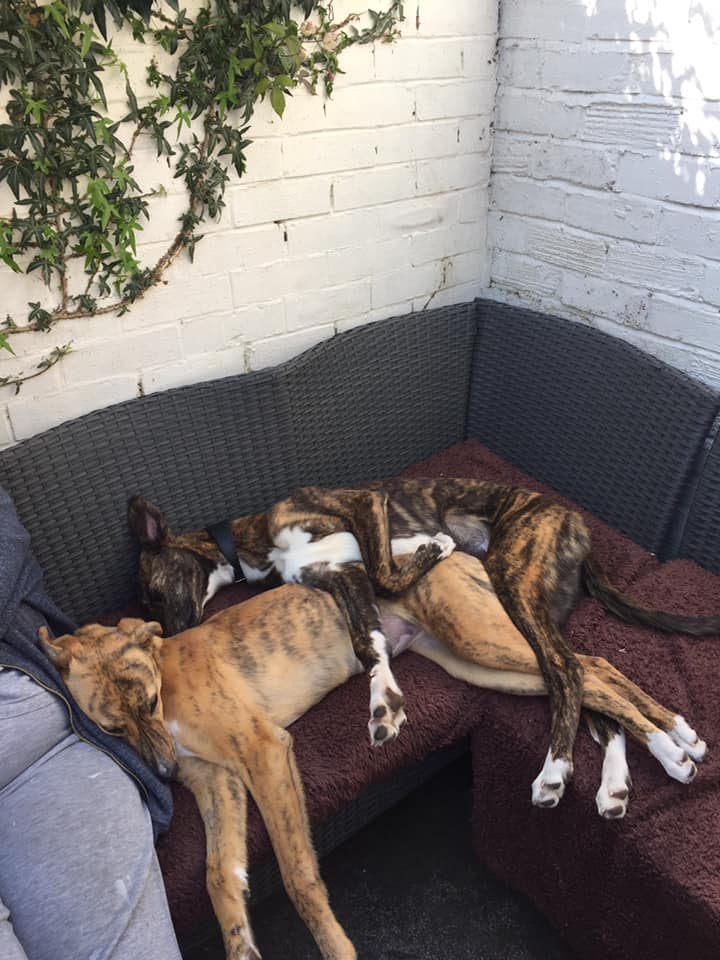 Image of Archie and Riley, asleep on the couch. One is draped over the other. 
