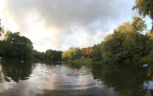 A photo on a sunny day of a person swimming with one arm raised above her head in a large pond surrounded by trees.