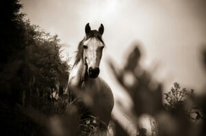 A sepia-like tinted picture of a horse surrounded by vegetation.
