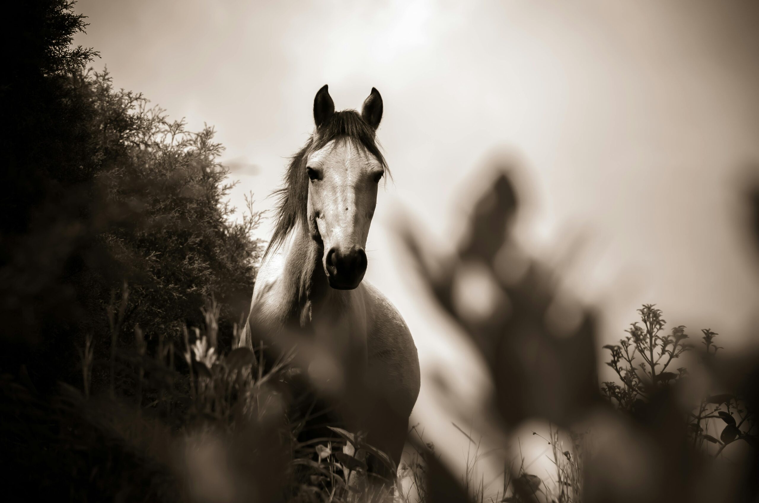 So… How’s Your Horse, Then?