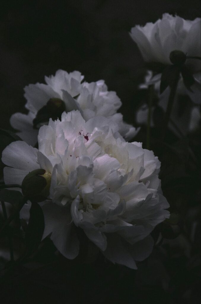 A white peony, looking as pale as the Moon, flowers in darkness.
